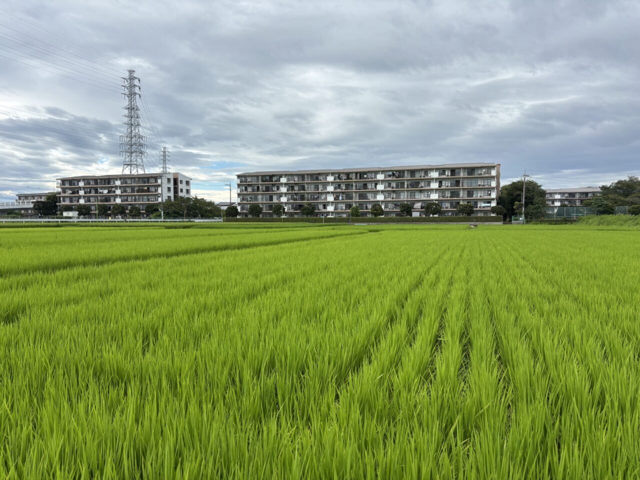 座間入谷ハイツ自治会